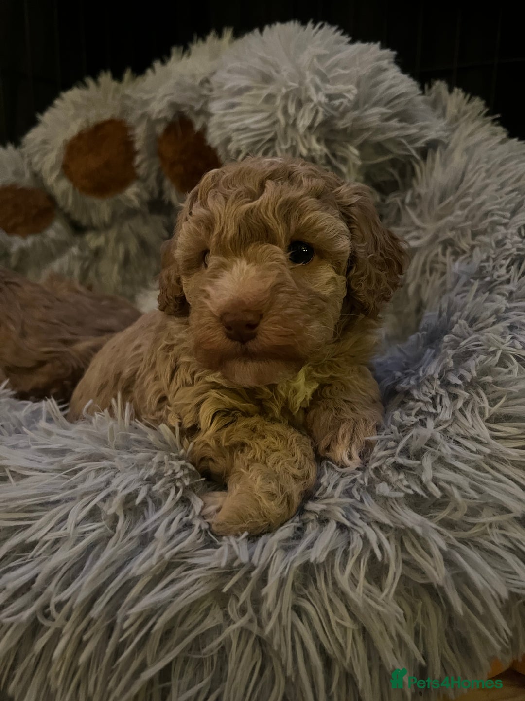 Cockapoo dogs for sale: Cockapoos for sale.  - Advert 28