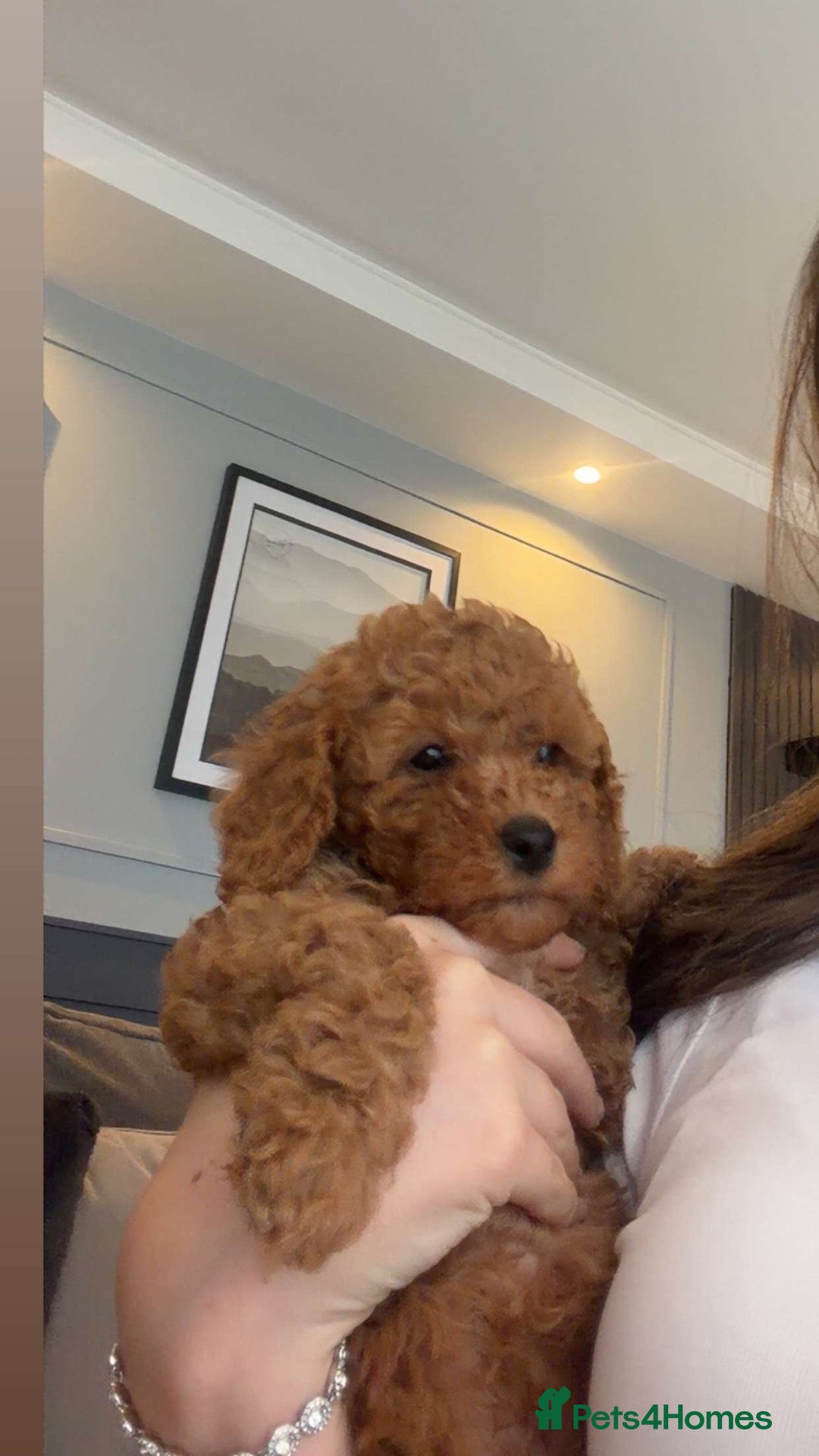Cockapoo dogs for sale: STUNNING RED COCKAPOO PUPPIES - Advert 2