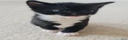 Mixed Breed cats for sale: 5 Heart-Melting Baby Kittens Ready for Love! - Advert 11