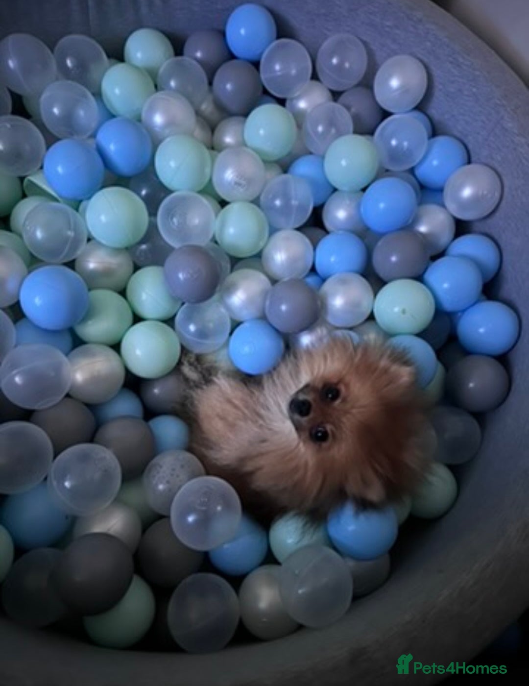 Pomeranian dogs for sale: Sweet little Lila  - Advert 3