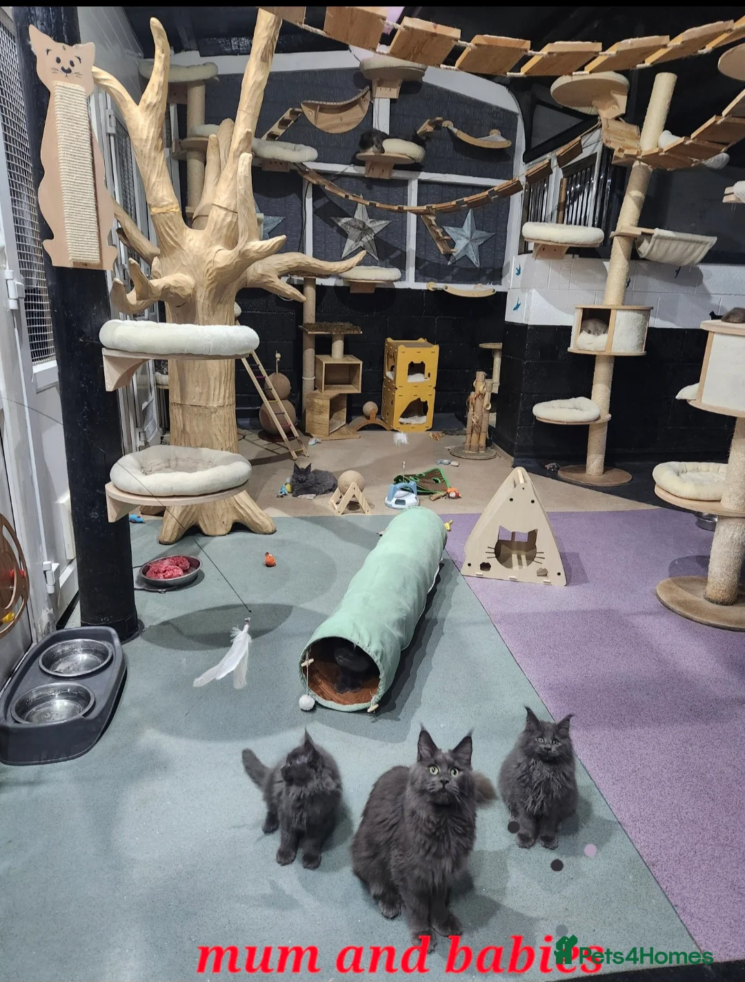 Maine Coon cats for sale: Gccf registered maine coon babies blue smoke - Advert 2