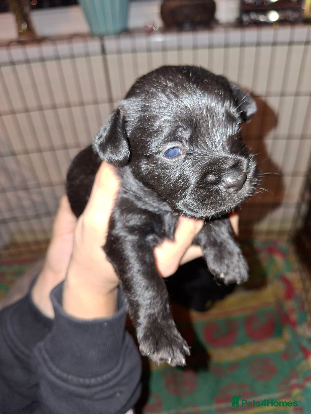 Mixed Breed dogs for sale: Miniature Poodle cross french bulldog puppies  - Image 24