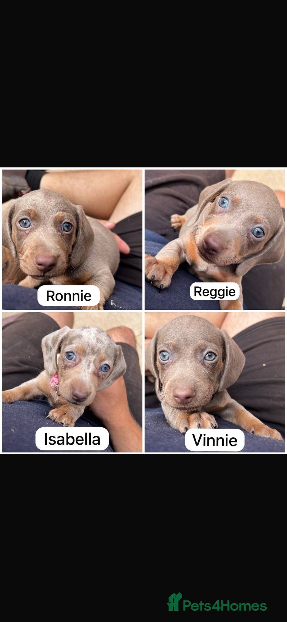 Miniature Dachshund dogs Outstanding dapple tan minature dashund puppies - Advert 1