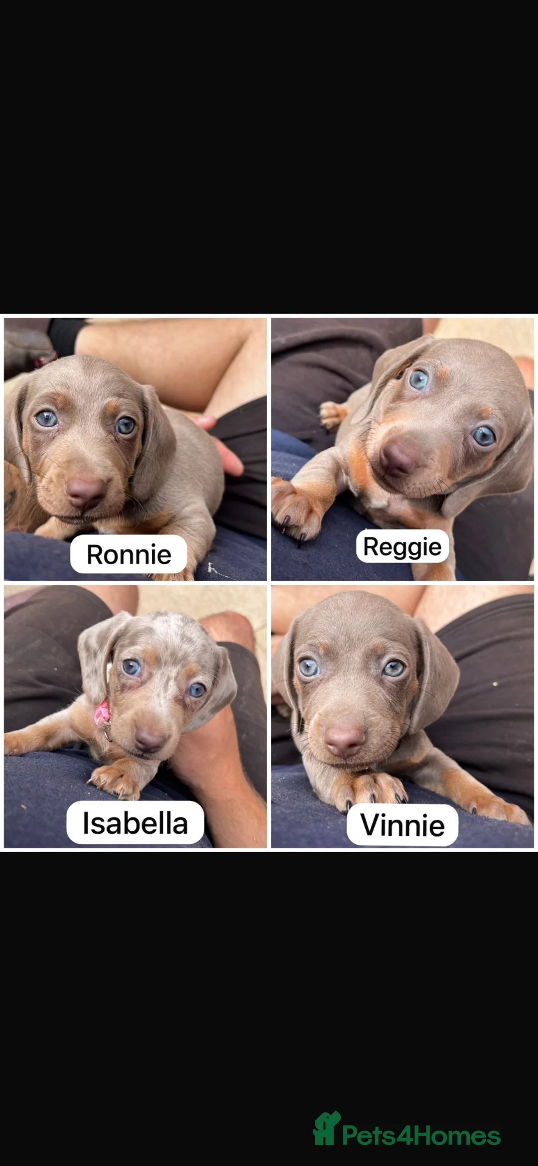 Miniature Dachshund dogs for sale: Minature dashund puppies 1BOY LEFT - Advert 2