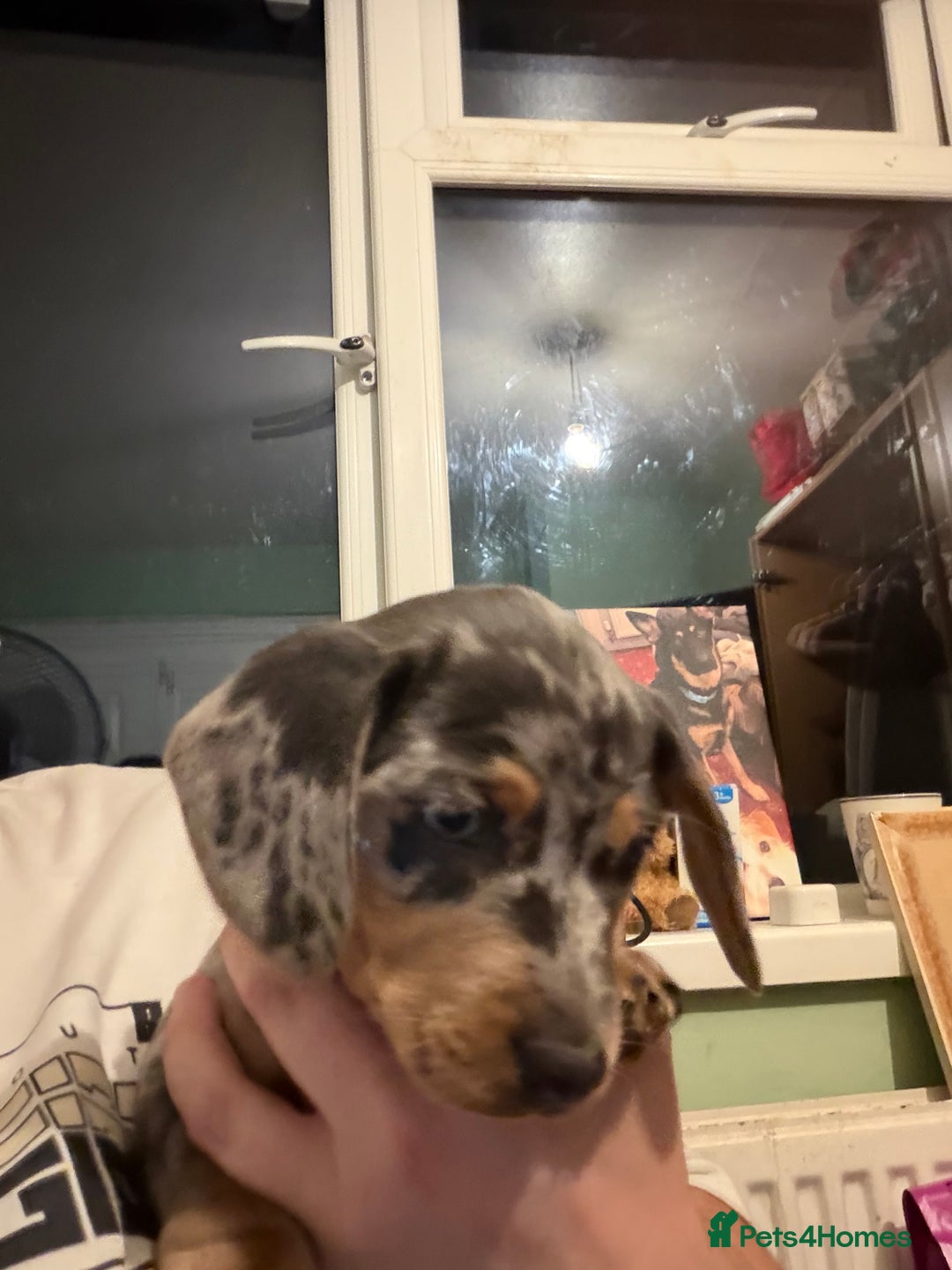 Dachshund dogs for sale: Isabella, pied, dapple dachshund - Advert 15