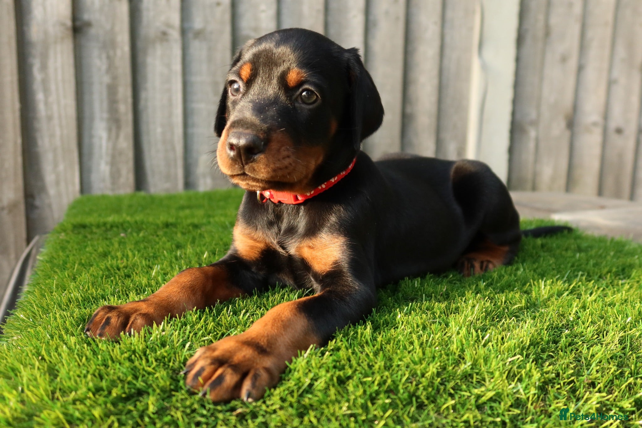 Dobermann dogs Quality European Dobermann Puppies - 2 Remaining - Advert 1