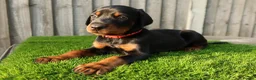 Dobermann dogs for sale: Quality European Dobermann Puppies - 2 Remaining - Advert 1