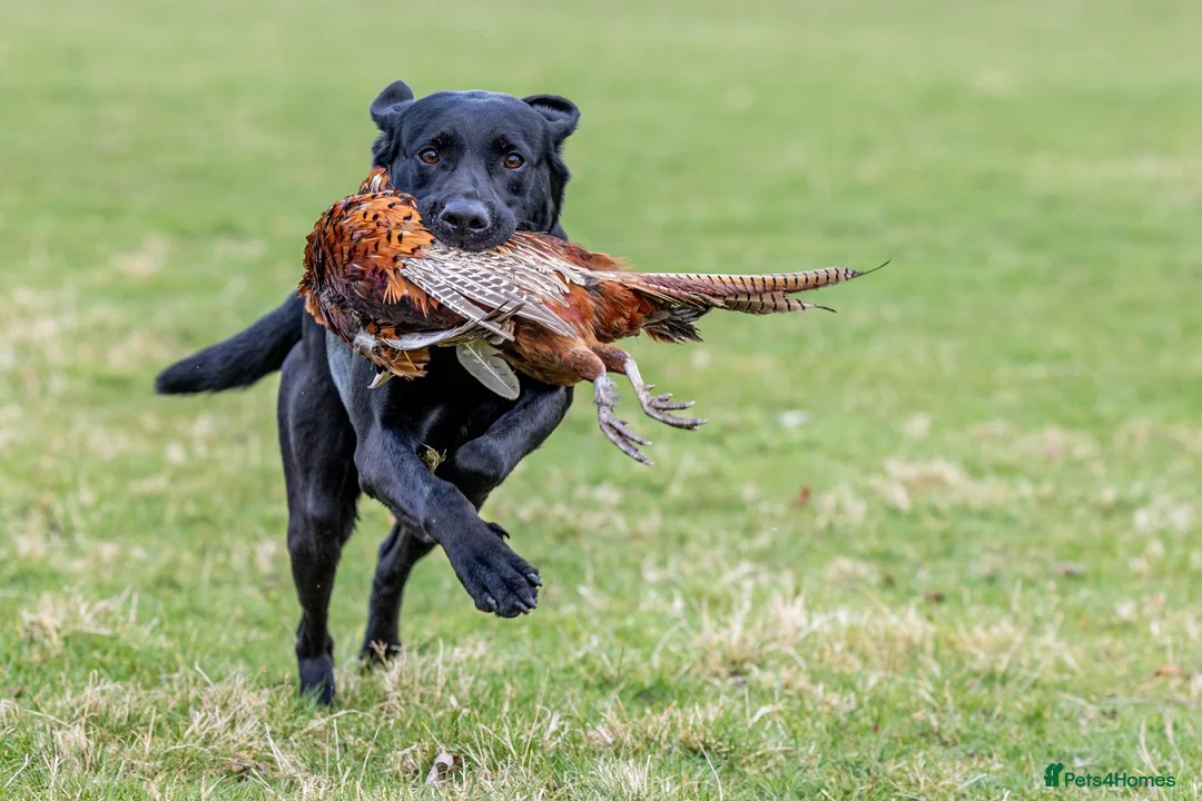 Labrador Retriever dogs for stud: Black labrador stud- FULLY HEALTH TESTED in Leyburn - Advert 17
