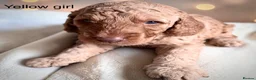 Cockapoo dogs for sale: Extensively health checked cockapoo puppies   - Advert 21