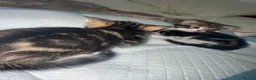 Domestic Shorthair cats for sale: 🐾 Adorable Kittens For Sale 🐈 🐈‍⬛ in London - Advert 9