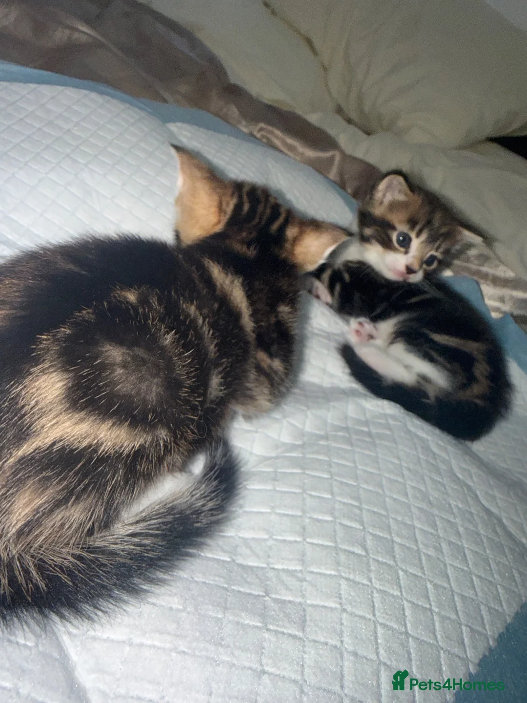 Domestic Shorthair cats for sale: 🐾 Adorable Kittens For Sale 🐈 🐈‍⬛ in London - Advert 9