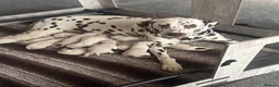 Dalmatian dogs for sale: 13 KC registered Dalmatian puppies  - Advert 4
