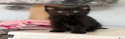 Mixed Breed cats for sale: Beautiful Ragdoll Cross Kittens – Available - Advert 3