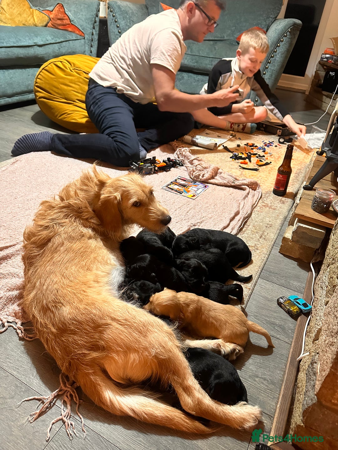 Mixed Breed dogs for sale: Beautiful Labradoodle x Cocker Spaniel Puppies - Advert 1