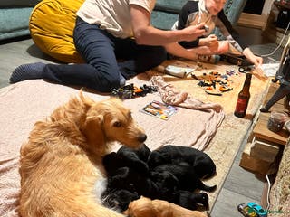 Mixed Breed dogs Beautiful Labradoodle x Cocker Spaniel Puppies - Advert 3