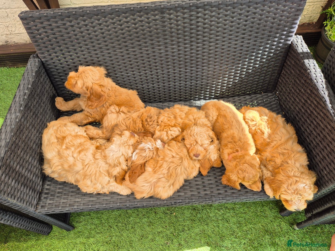 Cockapoo dogs for sale: READY NOW !! ONLY 3 COCKERPOO PUPPIES LEFT !!! in Alfreton - Image 33
