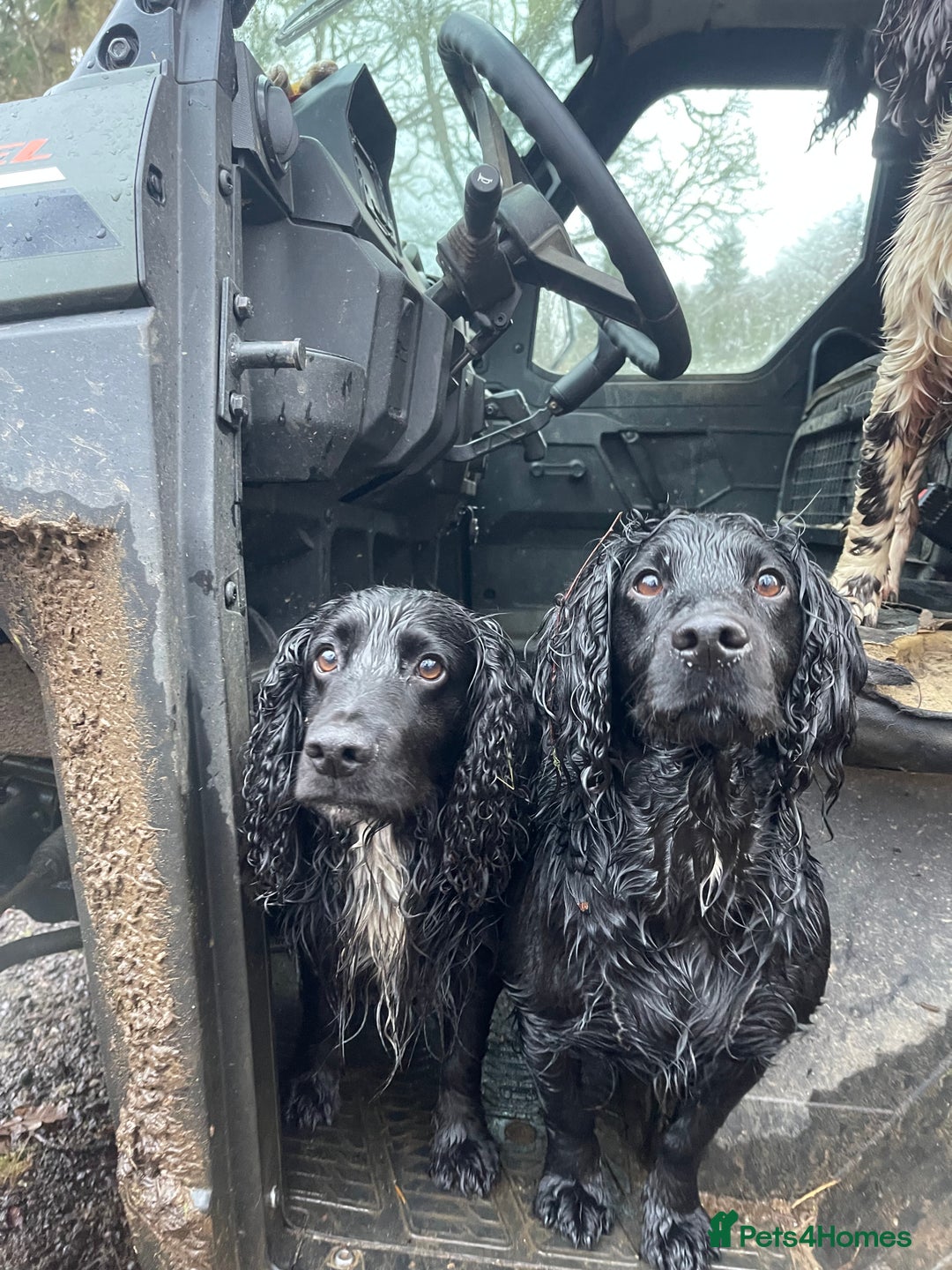 Cocker Spaniel dogs for sale: 6 Working Cocker pups KC registered - Advert 8