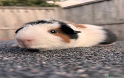 Guinea Pig rodents for sale: Baby girl and boy guinea pigs  - Image 6