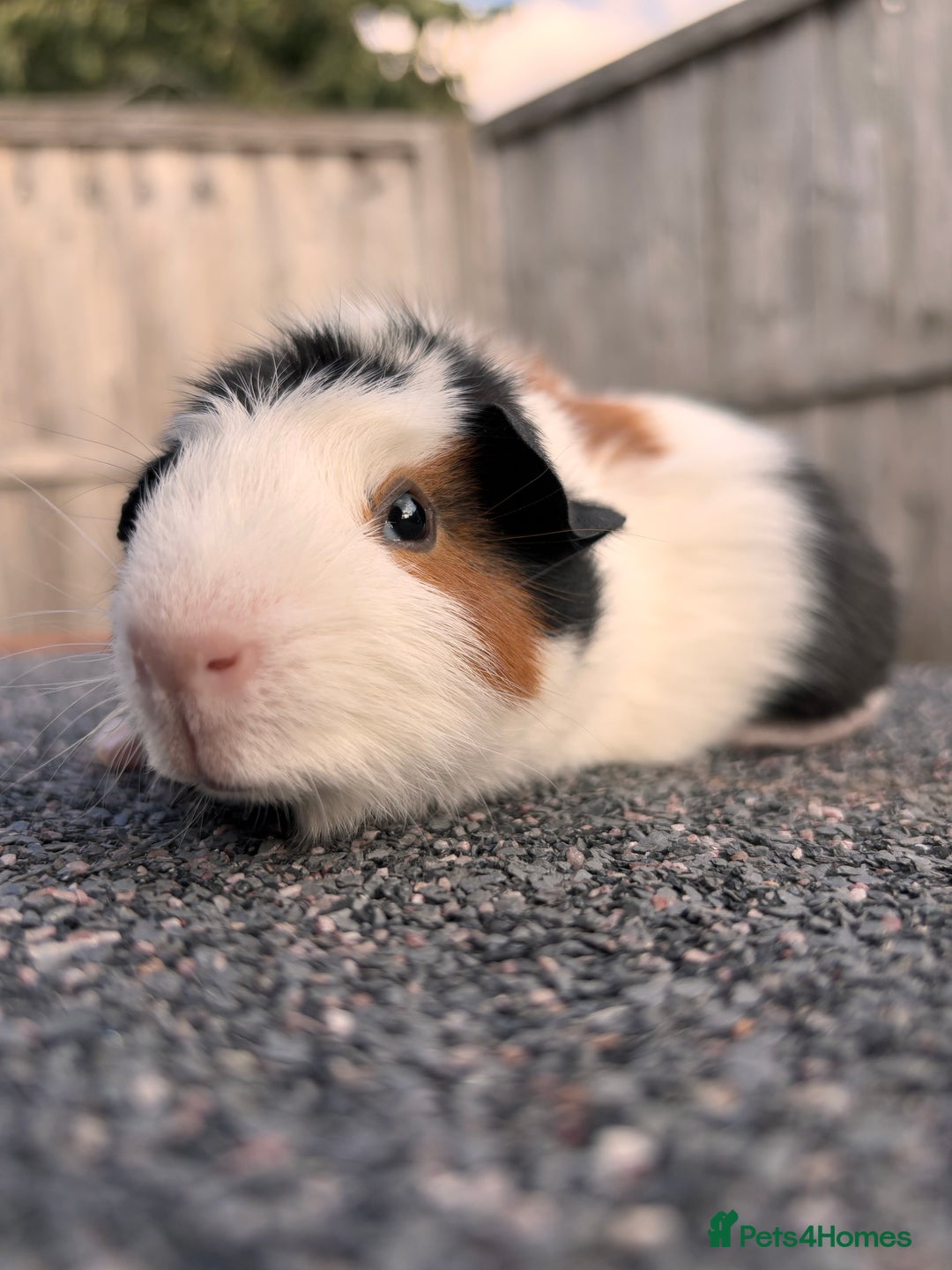 Guinea Pig rodents for sale: Baby girl and boy guinea pigs  - Image 6