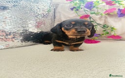 Miniature Dachshund dogs for sale: Miniature dachshunds - Image 8