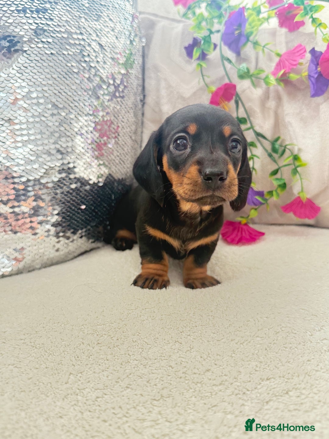 Miniature Dachshund dogs for sale: Miniature dachshunds - Image 8