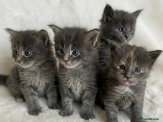 Maine Coon cats GCCF Beautiful Blue Tortie Maine Coon Kittens - Advert 9