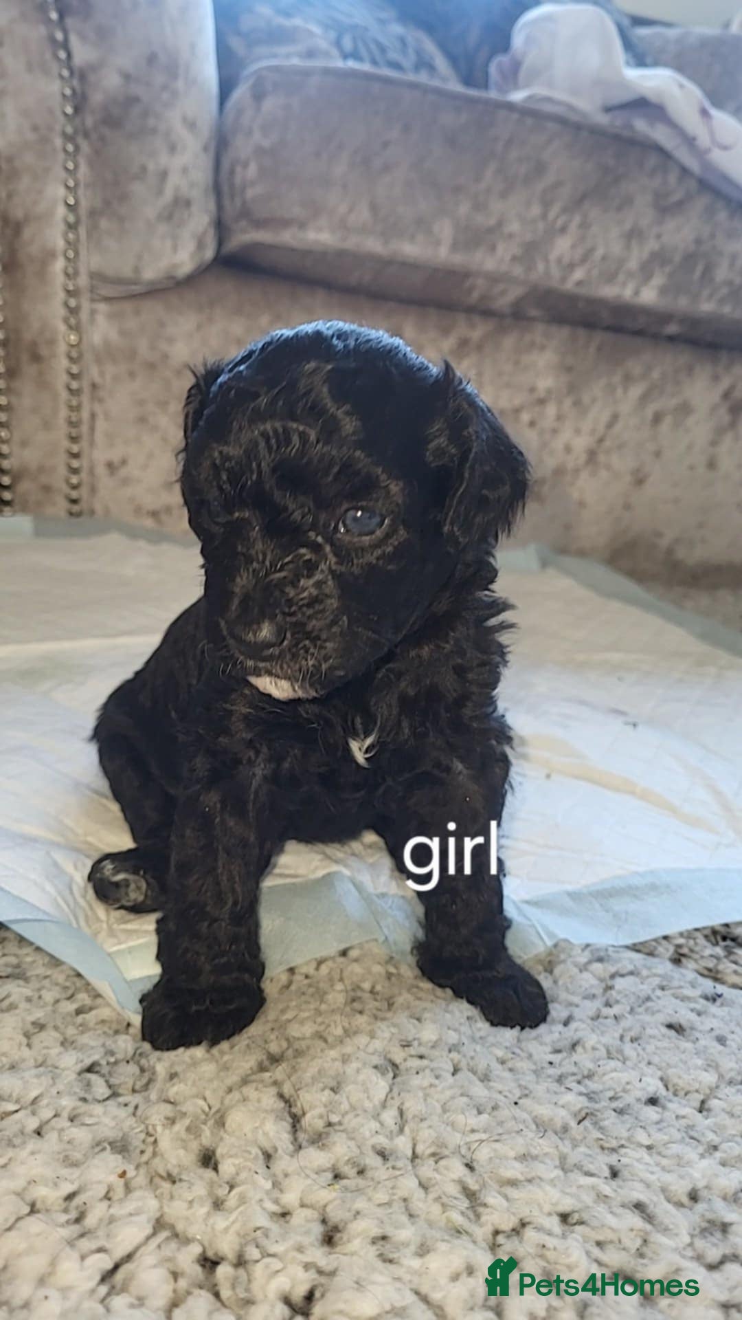 Poochon dogs for sale: Poochon puppys - Advert 4