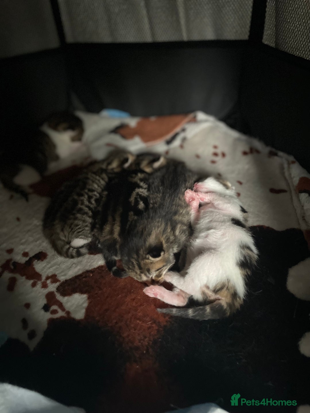 Mixed Breed cats for sale: 5 Fluffy furs to find new lovely houses  - Advert 13