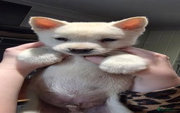 Mixed Breed dogs for sale: Two adorable male Chowski pups for sale - Advert 4