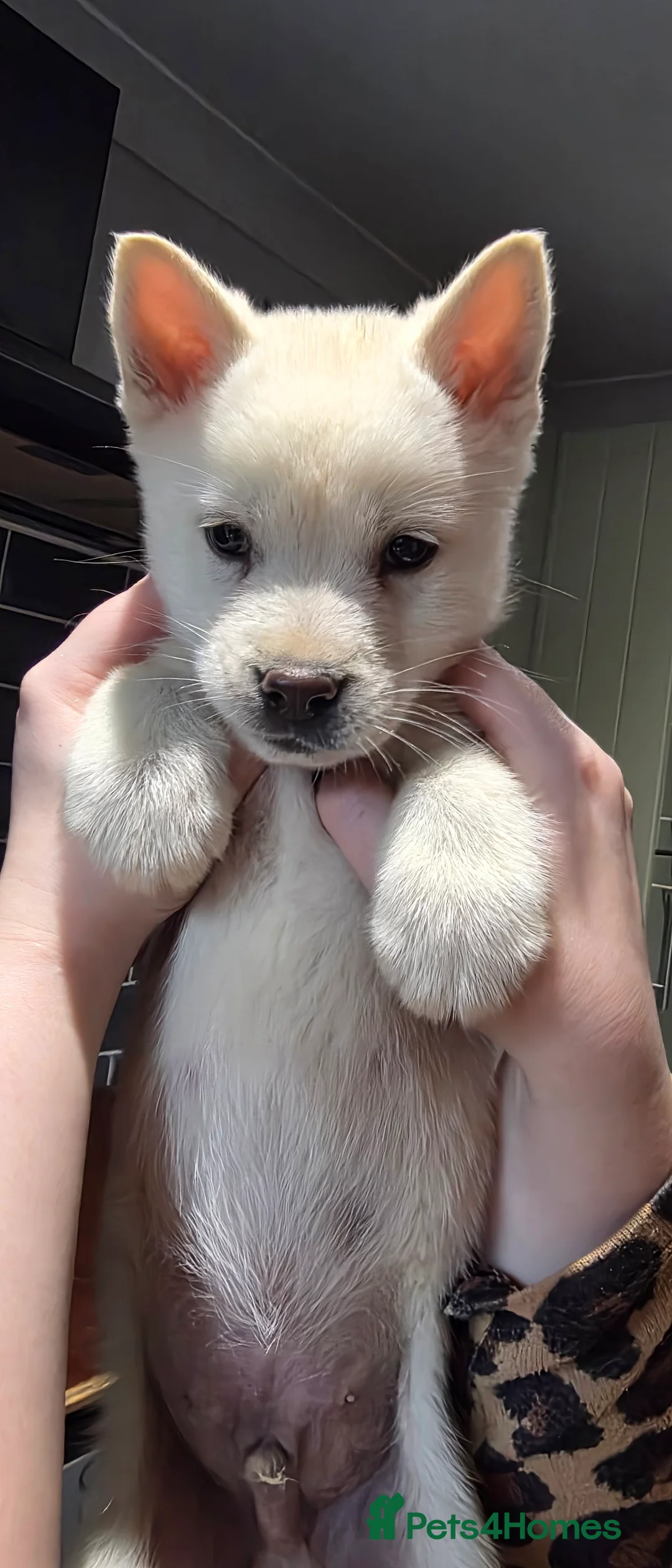 Mixed Breed dogs for sale: adorable male Chowski pup for sale - Advert 11