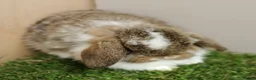 Mini Lop rabbits for sale: Vaccinated baby Mini Lops -with new vaccine Yurvac - Advert 4
