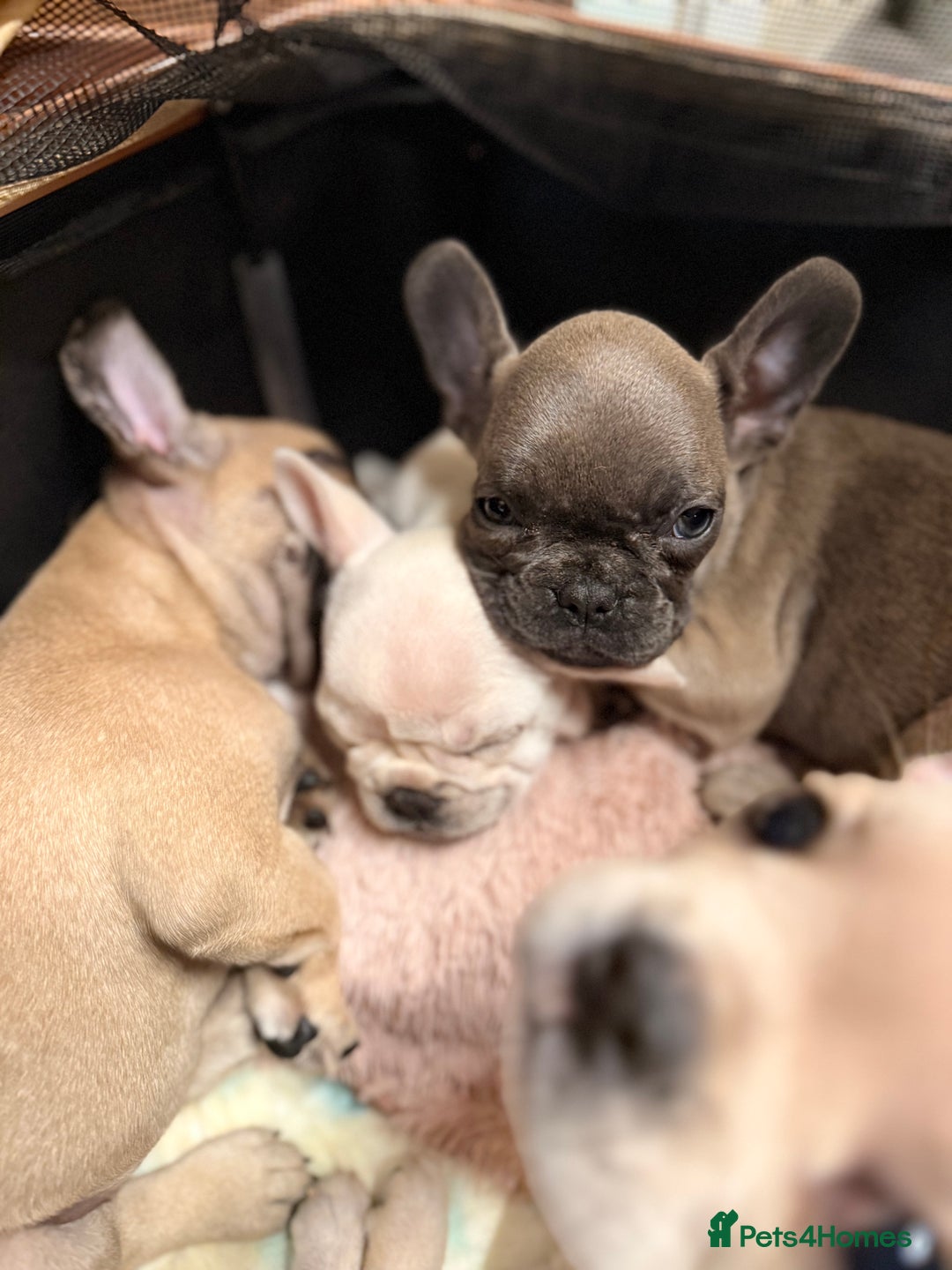 French Bulldog dogs for sale: Super Special KC Registered French Bulldog Puppies - Advert 9