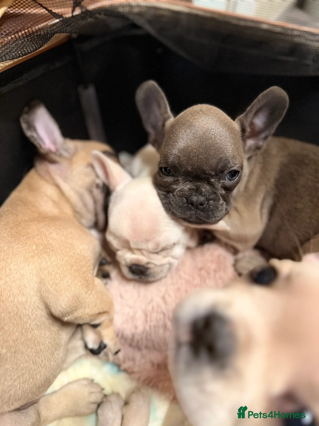 French Bulldog dogs for sale: Full KC Frenchie - 1 Beautiful little boy left - Advert 4