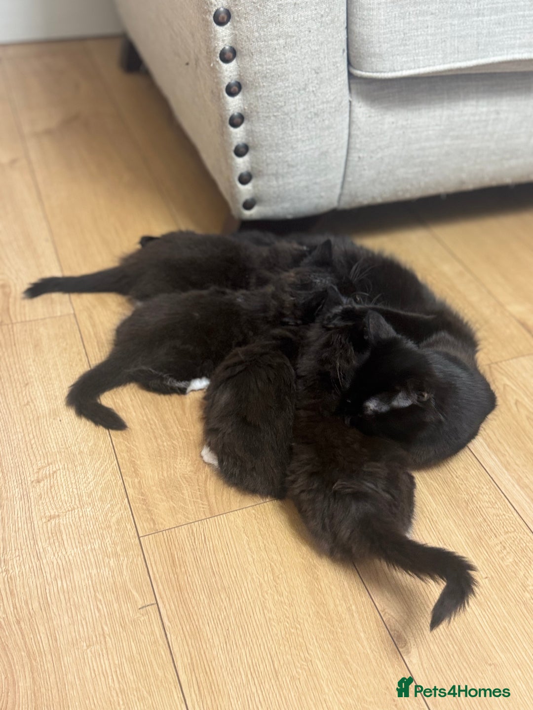 Ragdoll cats for sale: Stunning part ragdoll kittens - Image 19