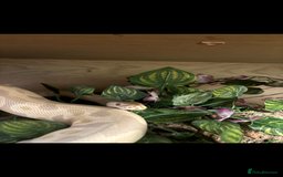 Python Snake reptiles for sale: Ball python snake  - Image 1