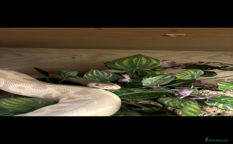Python Snake reptiles - Advert 4
