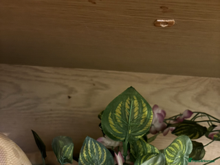 Python Snake reptiles - Advert 22