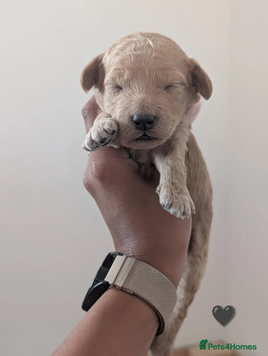 Mini Goldendoodle dogs for sale: 2 pups left! F1BB Miniature Goldendoodle puppies  - Advert 2