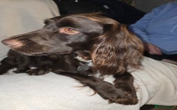 Cocker Spaniel dogs for sale: Working Cocker Spaniels - Image 13