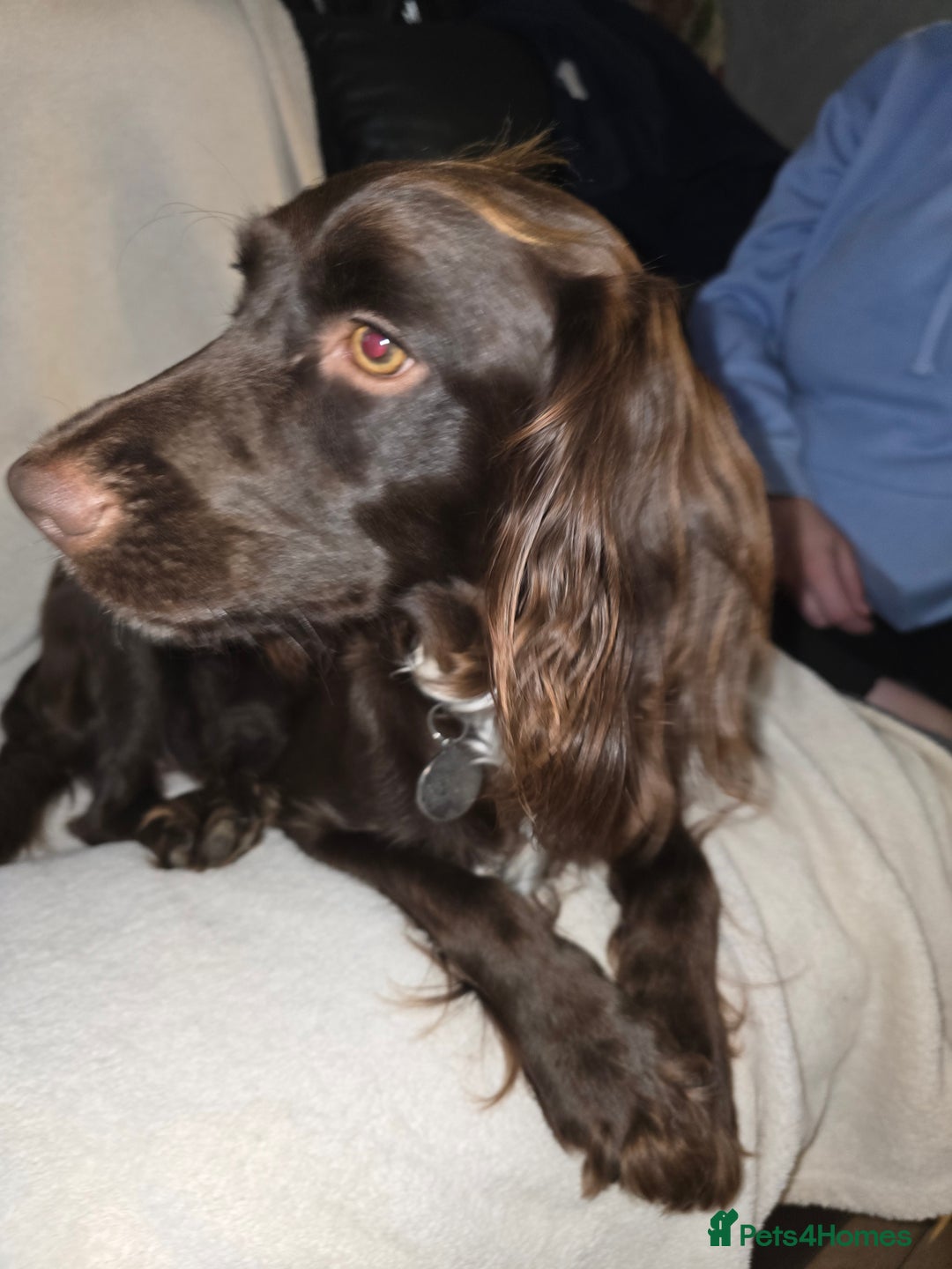 Cocker Spaniel dogs for sale: Working Cocker Spaniels - Image 13