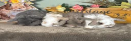 Mini Lop rabbits for sale: Lovely selection of *vaccinated* mini lop babies in Llandysul - Advert 25