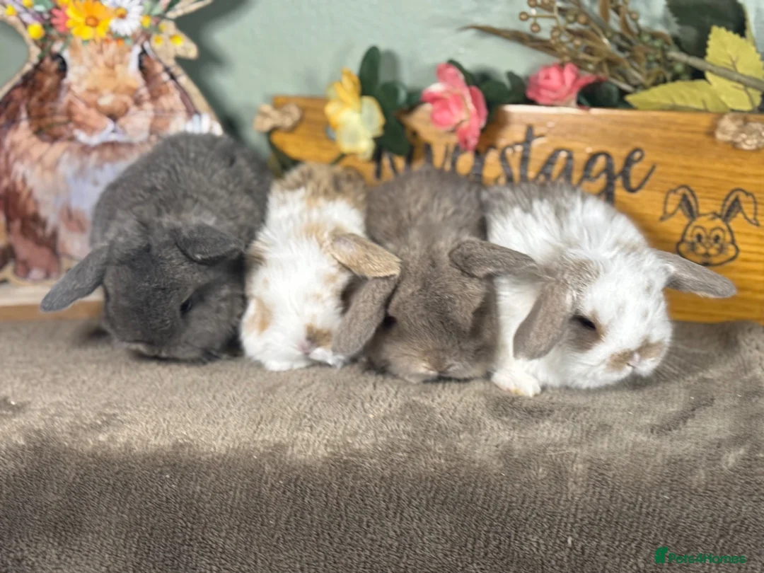 Mini Lop rabbits for sale: Lovely selection of *vaccinated* mini lop babies in Llandysul - Advert 25