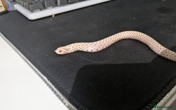 Snake reptiles for sale: Cb25 hognose snake babies. Varied morphs and sexes - Image 1