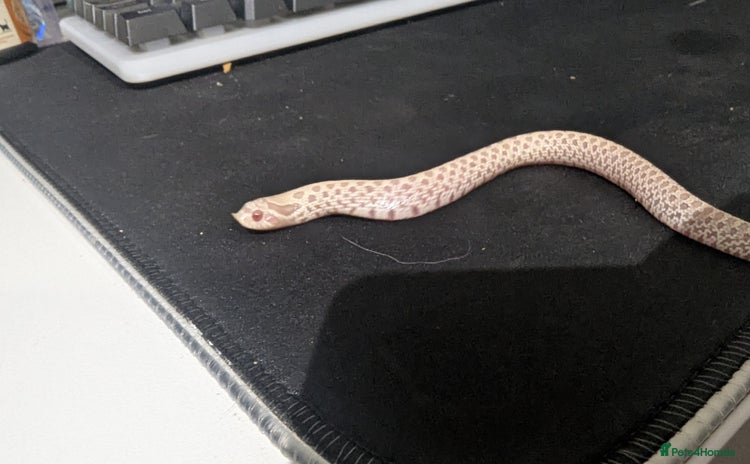 Snake reptiles - Advert 1
