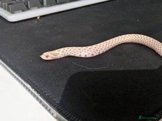 Snake reptiles - Advert 5