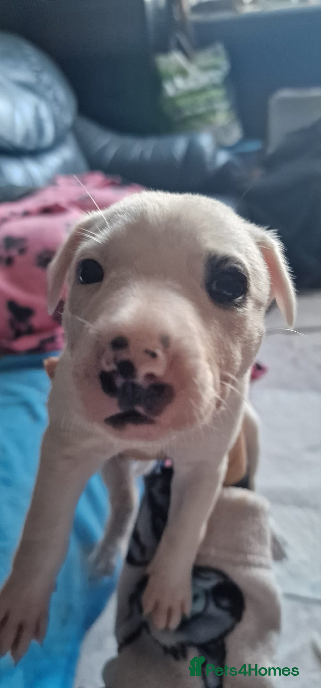 Mixed Breed dogs for sale: Staffy-lurcher Cross Border Collie  - Image 6