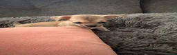 Chihuahua dogs for sale: Gorgeous Rare Pure Chihuahua Puppies - Advert 6