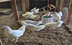 Chickens poultry for sale: Chickens for sale - Image 12