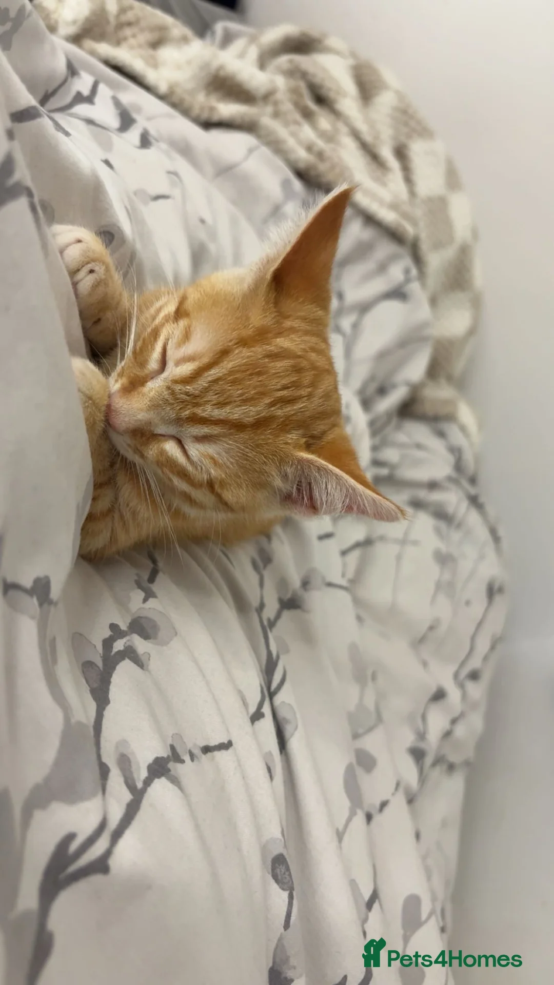 British Shorthair cats for sale: 8 week old male kitten  - Advert 2