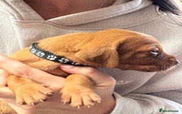 Hungarian Vizsla dogs for sale: Gorgeous KC Hungarian Vizsla puppies - Image 8